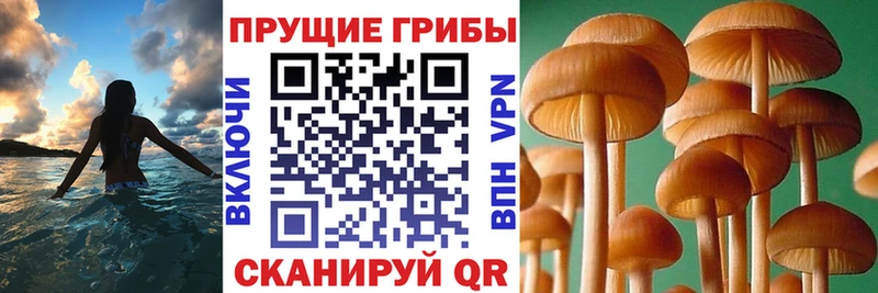 Псилоцибиновые грибы Psilocybine cubensis  где найти   Лахденпохья 